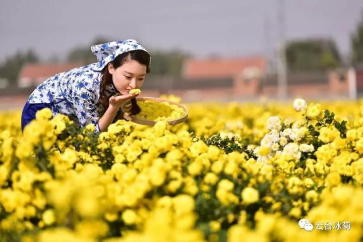 云臺冰菊基地發(fā)生了什么？一批批領(lǐng)導(dǎo)專家團隊前來！